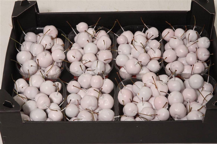 <h4>Appel (wax) X8 White</h4>