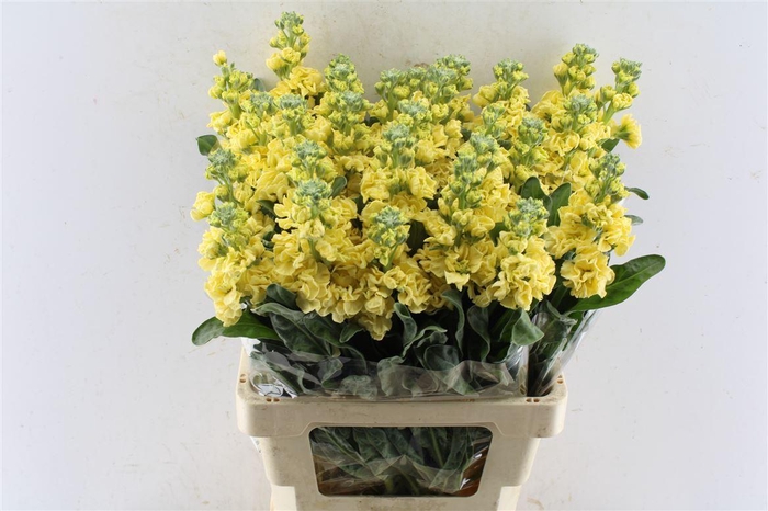 <h4>Matth Iron Yellow</h4>