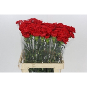 Dianthus St Arona