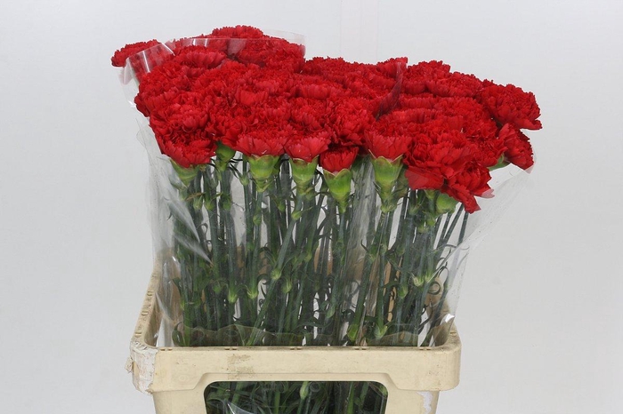 <h4>Dianthus St Arona</h4>