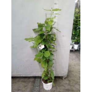 Calycanthus chinensis