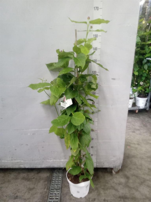 <h4>Calycanthus chinensis</h4>