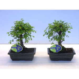 Zelkova parvifolia, 20cm., broom, with driptray