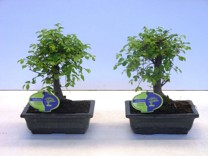 <h4>Zelkova parvifolia, 20cm., broom, with driptray</h4>
