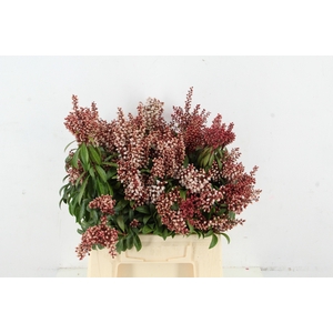 PIERIS BONFIRE PER BUNCH