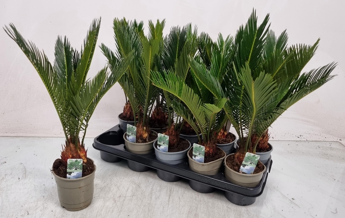<h4>CYCAS REVOLUTA</h4>