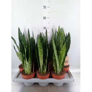 Sansevieria zeylanica