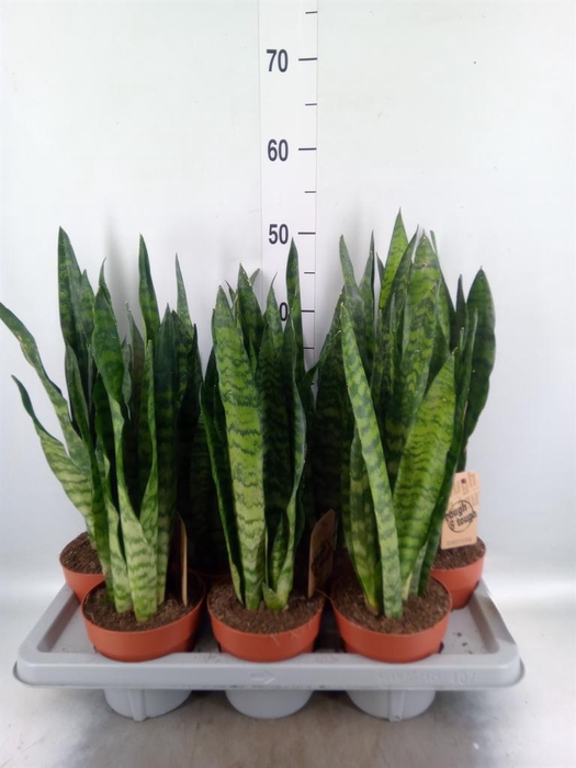 <h4>Sansevieria zeylanica</h4>