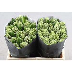 Hyac City Of Bradford S