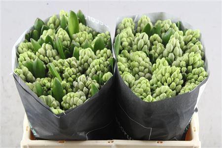 <h4>Hyac City Of Bradford S</h4>