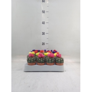 Cactus   ...decorated