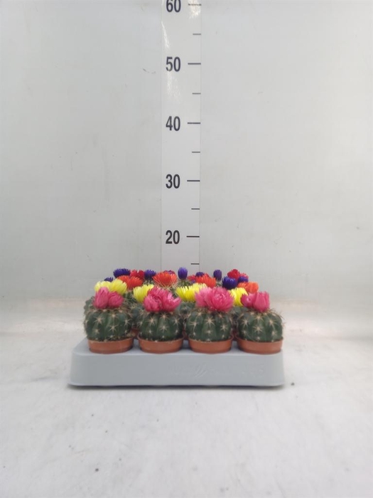 <h4>Cactus ...decorated</h4>