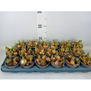 Narcissus  'Tete a tete'