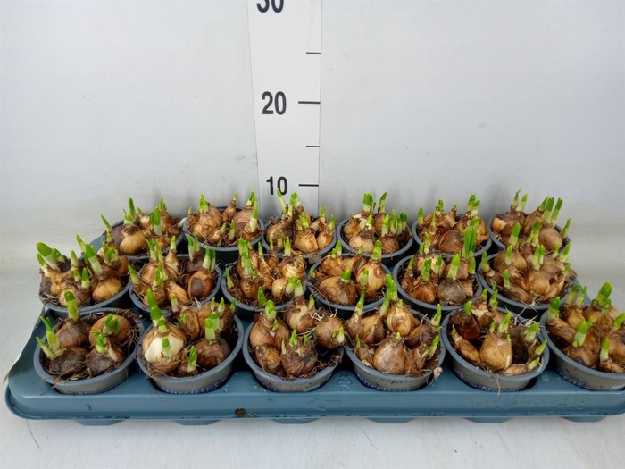 <h4>Narcissus  'Tete a tete'</h4>