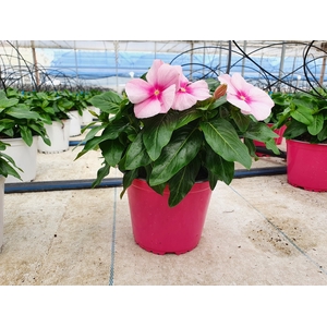 Vinca major