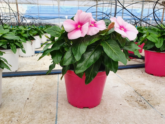 <h4>Vinca major</h4>
