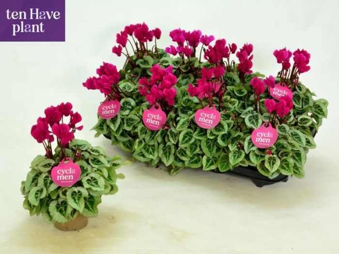 <h4>CYCL KL SUP PICASSO</h4>