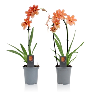 Inca Nelly Isler Orange 1 spike incl. cascade 9cm