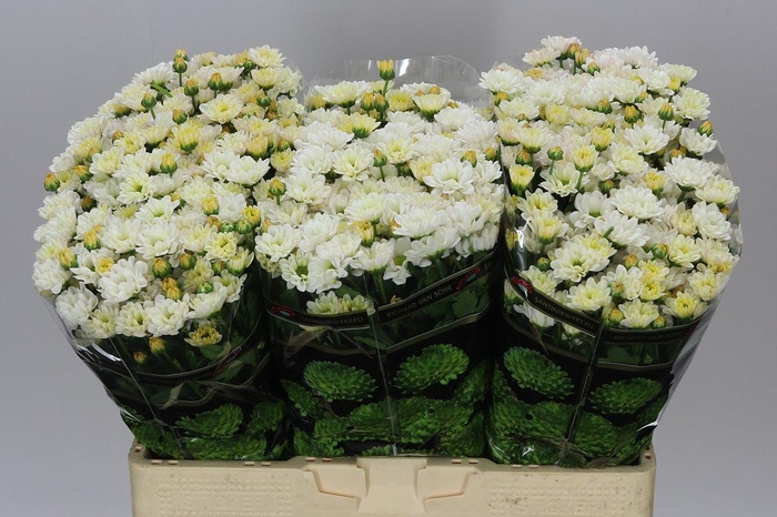 <h4>Sant Rossi White</h4>