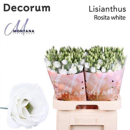 <h4>Eus G Rosita White</h4>