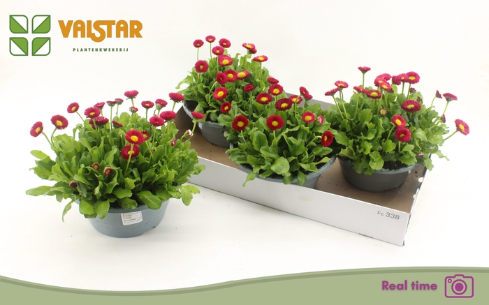 <h4>BELLIS P KL BEL RED</h4>