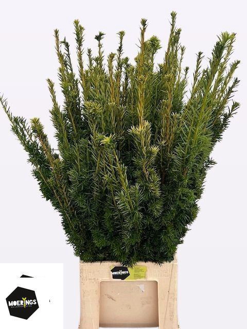 <h4>TAXUS B FAS AUREA</h4>
