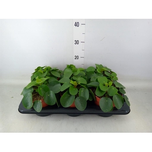 Pilea peperomioides