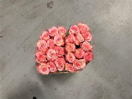 <h4>R Gr Paulina Box</h4>