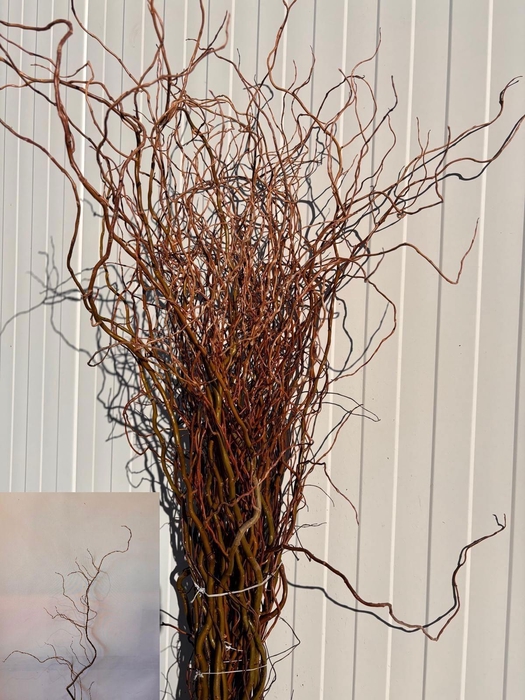 <h4>SALIX B TORTUOSA</h4>