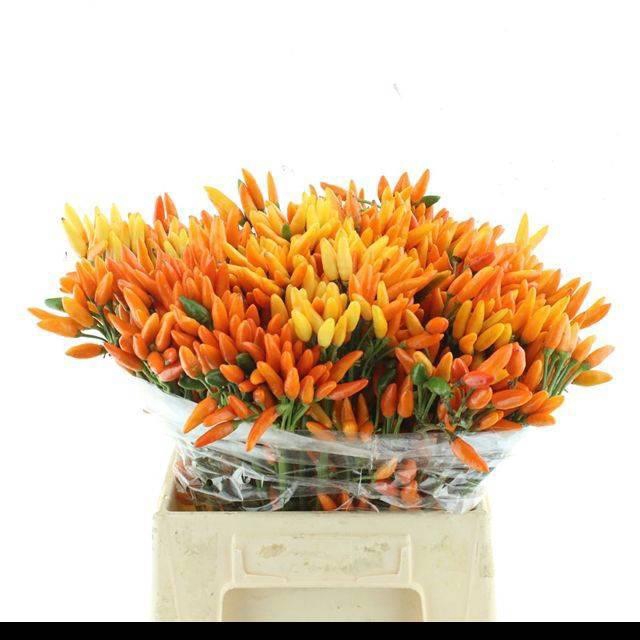 <h4>CAP ORANGE FIRE</h4>