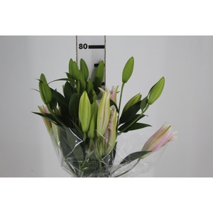 LIRIO SORBONNE 080 CM HT 3/5 FLS