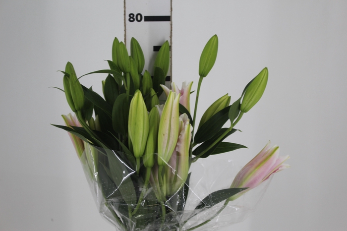 <h4>LIRIO SORBONNE 080 CM HT 3/5 FLS</h4>