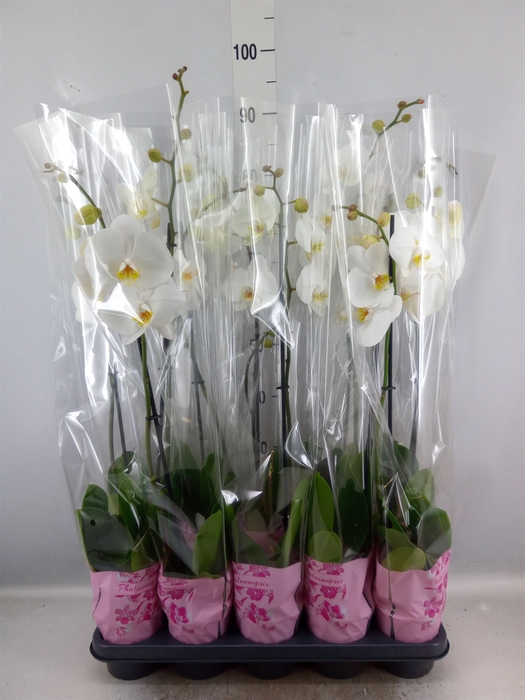 <h4>Phalaenopsis   ...white</h4>