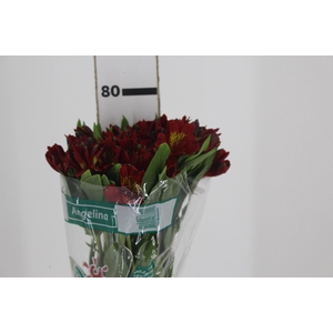 ALSTROEMERIA ANGELINA 080 CM