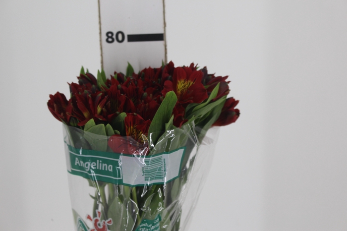 <h4>ALSTROEMERIA ANGELINA 080 CM</h4>