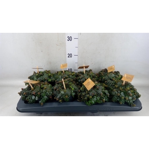 Sedum makinoi 'Tornado'