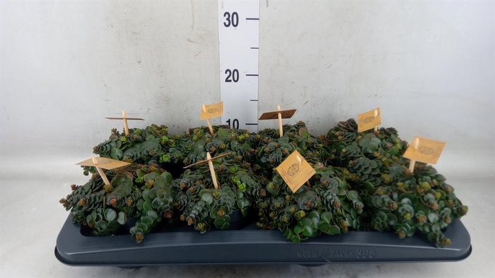 <h4>Sedum makinoi 'Tornado'</h4>