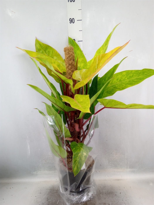 <h4>Philodendron  'Painted Lady'</h4>