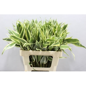 Sanderiana Variegata 60 Cm
