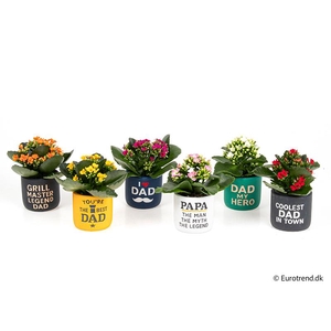 KALANCHOE BLOSSF p6 E 4557 Daddy