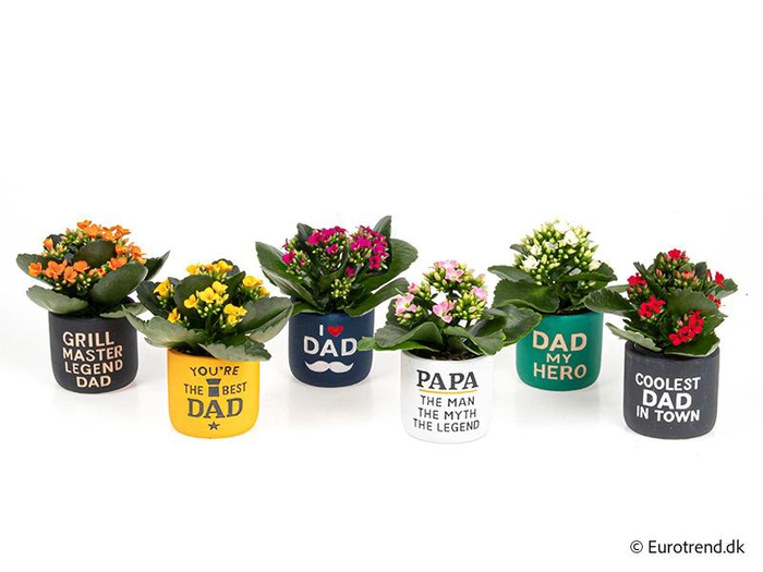 <h4>KALANCHOE BLOSSF p6 E 4557 Daddy</h4>