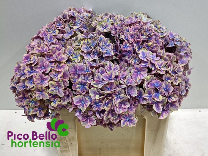 <h4>HYDRANGEA  'SAMURAI'</h4>