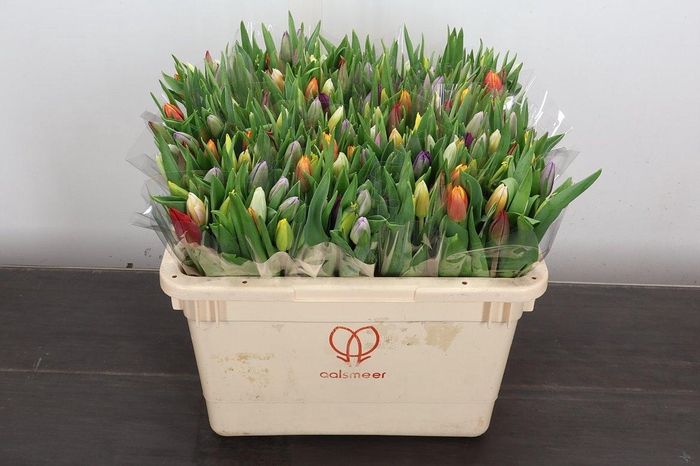 <h4>Tu En Gemengd</h4>