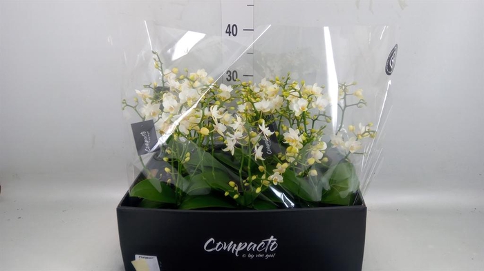 <h4>Phalaenopsis multi. 'Cream Punch'</h4>