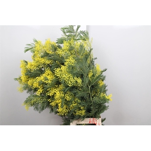 Acacia Mimosa Per Stem Xxl