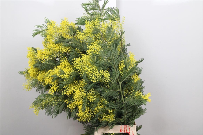<h4>Acacia Mimosa Per Stem Xxl</h4>