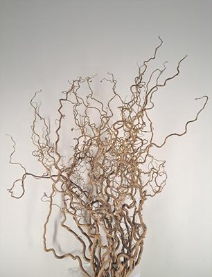 <h4>Corylus (2-jarig)</h4>