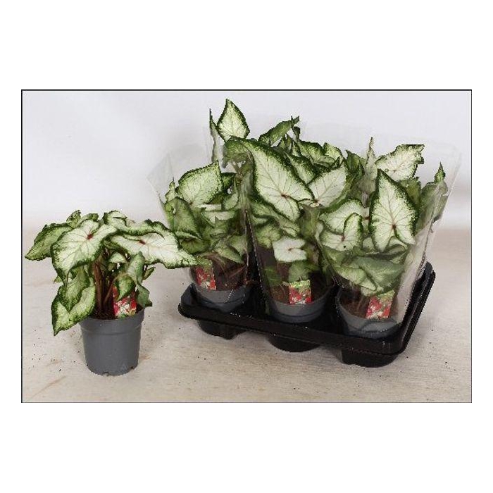 <h4>Calad White Wonder</h4>