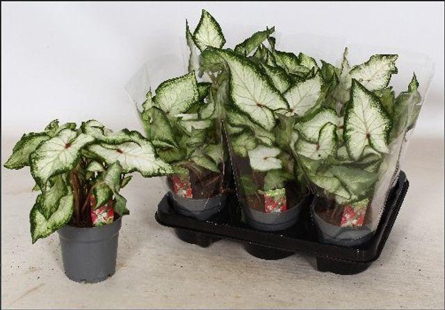 Calad White Wonder cpot