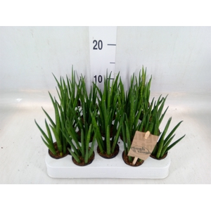 Sansevieria bacularis
